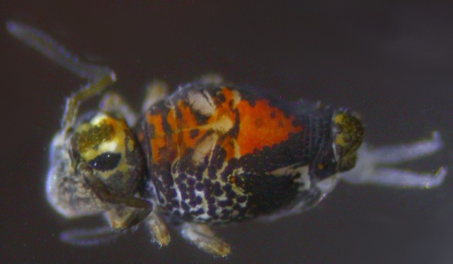 Picture of an undescribed springtail